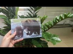 Urso Marrom no Alasca Cartão Lenticular Souvenir Cartão de Presente Para Turistas Cartões Postais 3D