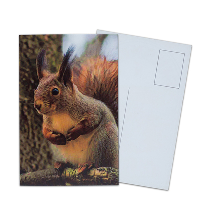 Impressão de cartão postal lenticular Toucan Animais selvagens Cartão postal 3D Para Pacote de zoológico