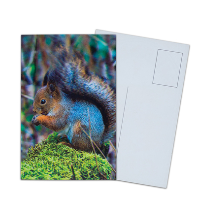 Impressão de cartão postal lenticular Toucan Animais selvagens Cartão postal 3D Para Pacote de zoológico