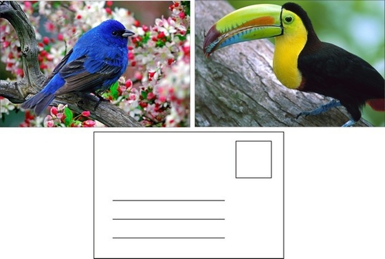 Impressão de cartão postal lenticular Toucan Animais selvagens Cartão postal 3D Para Pacote de zoológico