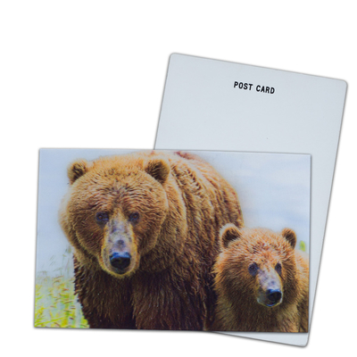 Urso Marrom no Alasca Cartão Lenticular Souvenir Cartão de Presente Para Turistas Cartões Postais 3D