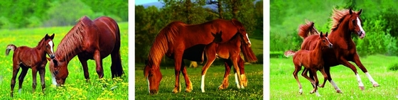 Animal de paisagem 3D Impressão Lenticular Personalizada Imagem 3 Imagem Flip Poster For Gif